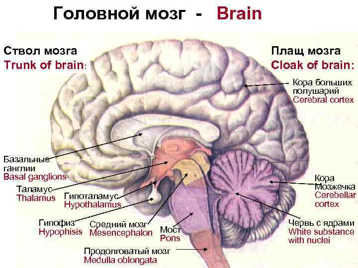 Головной мозг - Brain Ствол мозга Trunk of brain: Плащ мозга Cloak of brain: