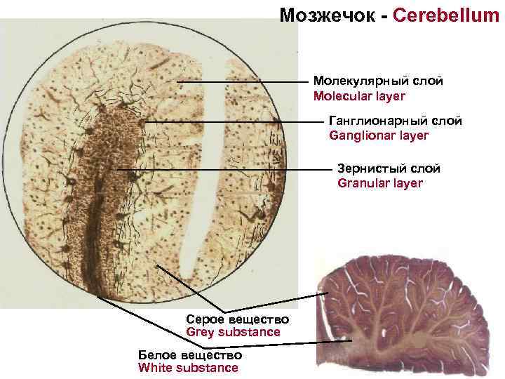 Мозжечок - Cerebellum Молекулярный слой Molecular layer Ганглионарный слой Ganglionar layer Зернистый слой Granular
