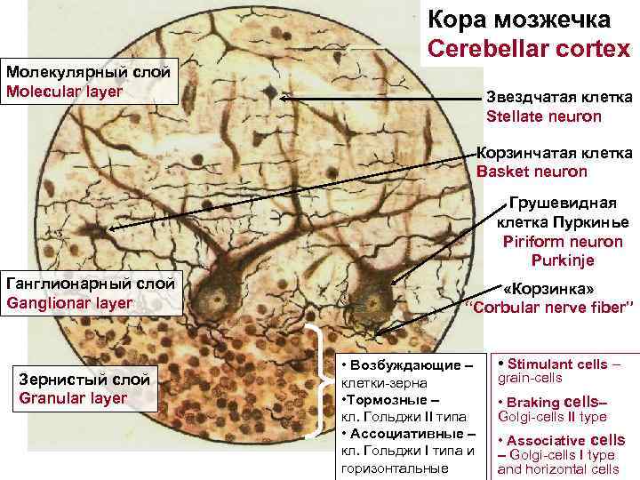 Кора мозжечка Cerebellar cortex Молекулярный слой Molecular layer Звездчатая клетка Stellate neuron Корзинчатая клетка