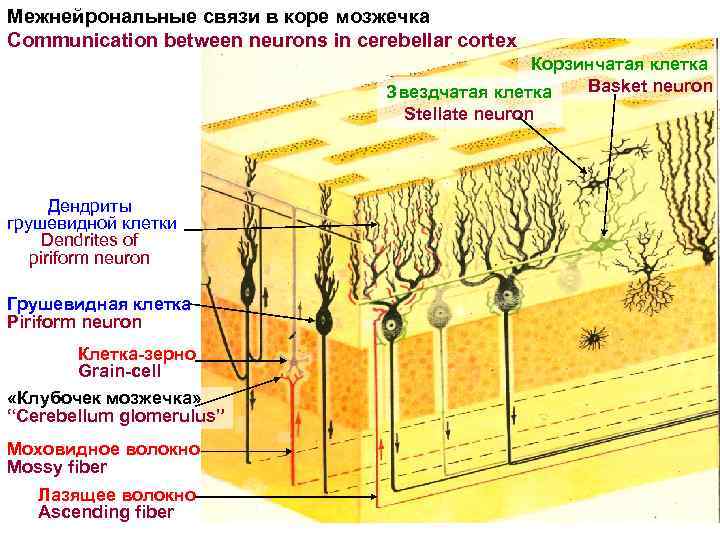 Межнейрональные связи в коре мозжечка Communication between neurons in cerebellar cortex Корзинчатая клетка Basket