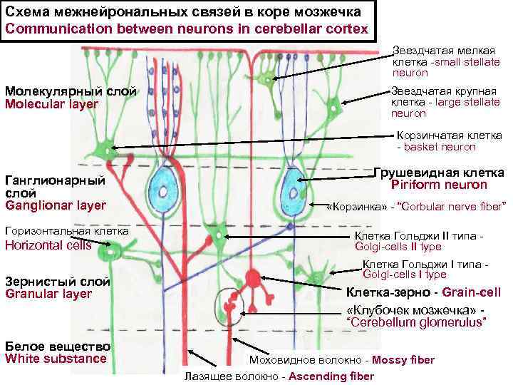 Схема межнейрональных связей в коре мозжечка Communication between neurons in cerebellar cortex Звездчатая мелкая