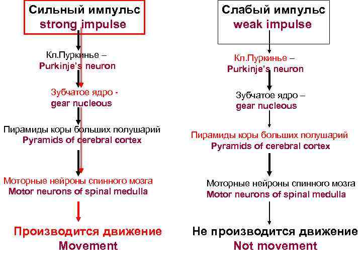 Сильный импульс strong impulse Слабый импульс weak impulse Кл. Пуркинье – Purkinje’s neuron Зубчатое