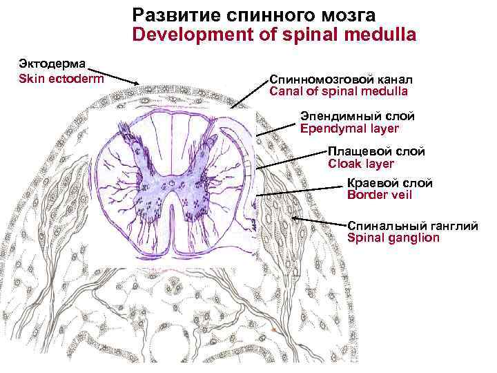 Спинномозговой канал на рисунке