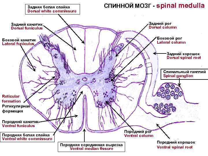 Общий план строения спинного мозга гистология