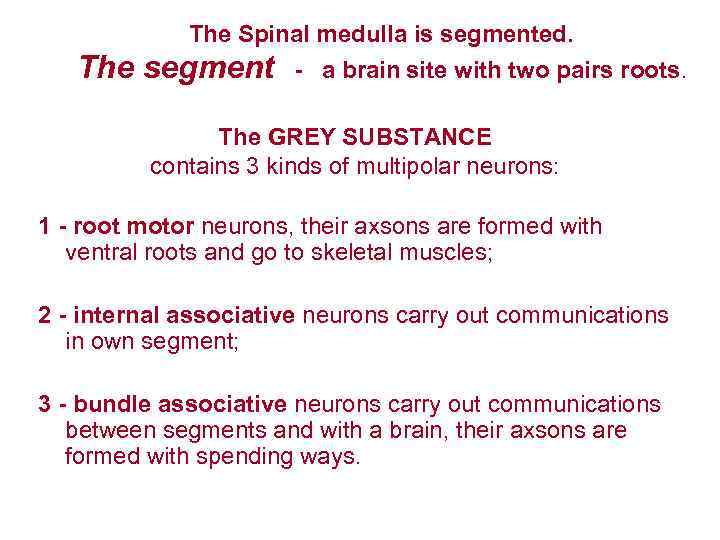 The Spinal medulla is segmented. The segment - a brain site with two pairs