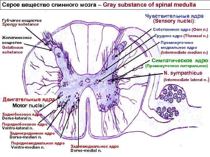 Ядра спинного мозга. Серая спайка спинного мозга. Серое вещество спинного мозга спайки. Серое вещество спинного мозга анатомия. Строение серого и белого вещества спинного мозга.
