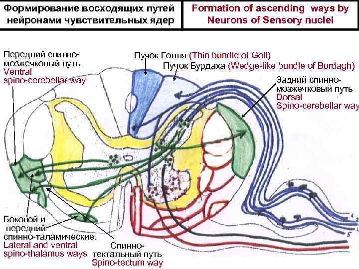 Формирование восходящих путей нейронами чувствительных ядер Передний спинномозжечковый путь Ventral spino-cerebellar way Formation of