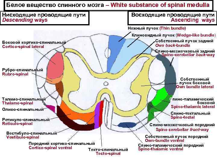 Проводящие пути спинного мозга схема восходящий и нисходящий