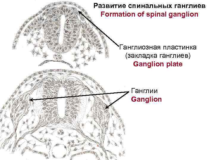 Спинальный ганглий рисунок