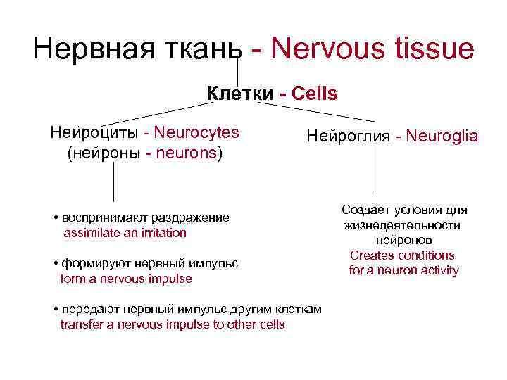 Нервная ткань - Nervous tissue Клетки - Cells Нейроциты - Neurocytes (нейроны - neurons)