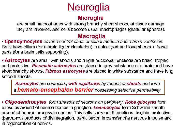 Neuroglia Microglia are small macrophages with strong branchy short shoots, at tissue damage they