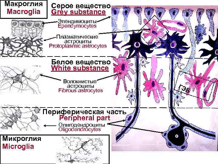 Макроглия Macroglia Серое вещество Grey substance Эпендимоциты Ependymocytes Плазматические астроциты Protoplasmic astrocytes Белое вещество