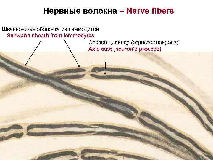 Нервные волокна – Nerve fibers Шванновская оболочка из леммоцитов Schwann sheath from lemmocytes Осевой
