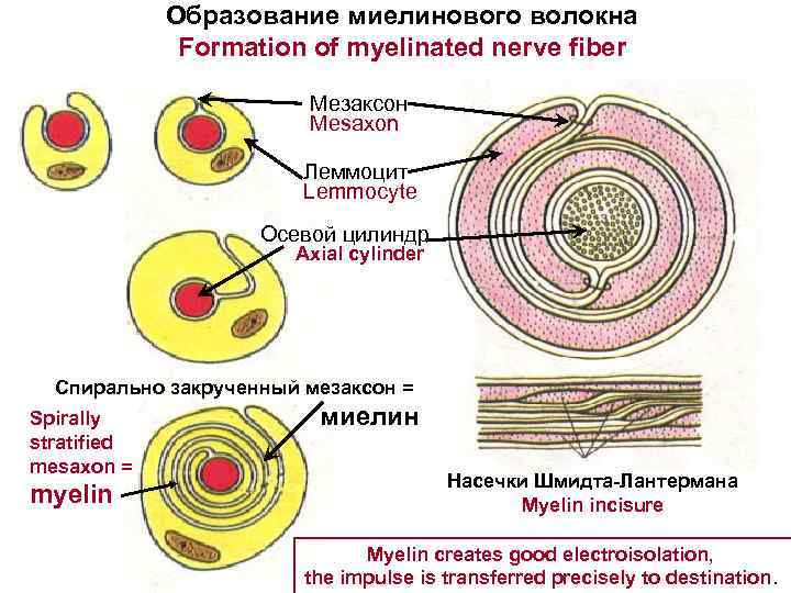 Образование миелинового волокна Formation of myelinated nerve fiber Мезаксон Mesaxon Леммоцит Lemmocyte Осевой цилиндр