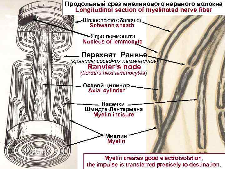 Продольный срез миелинового нервного волокна Longitudinal section of myelinated nerve fiber Швановская оболочка Schwann