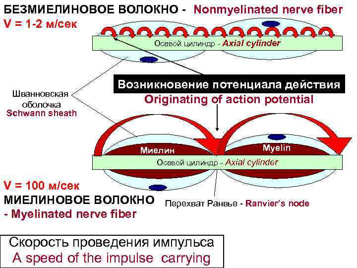 БЕЗМИЕЛИНОВОЕ ВОЛОКНО - Nonmyelinated nerve fiber V = 1 -2 м/сек Осевой цилиндр -