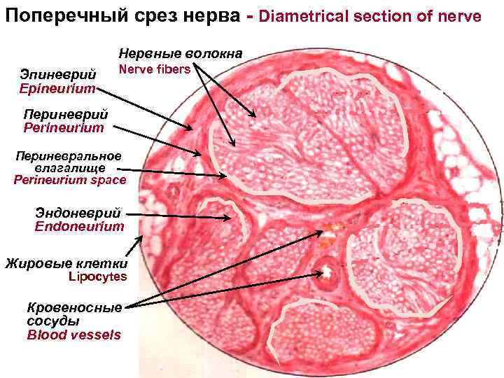 Поперечный срез нерва - Diametrical section of nerve Нервные волокна Эпиневрий Epineurium Nerve fibers