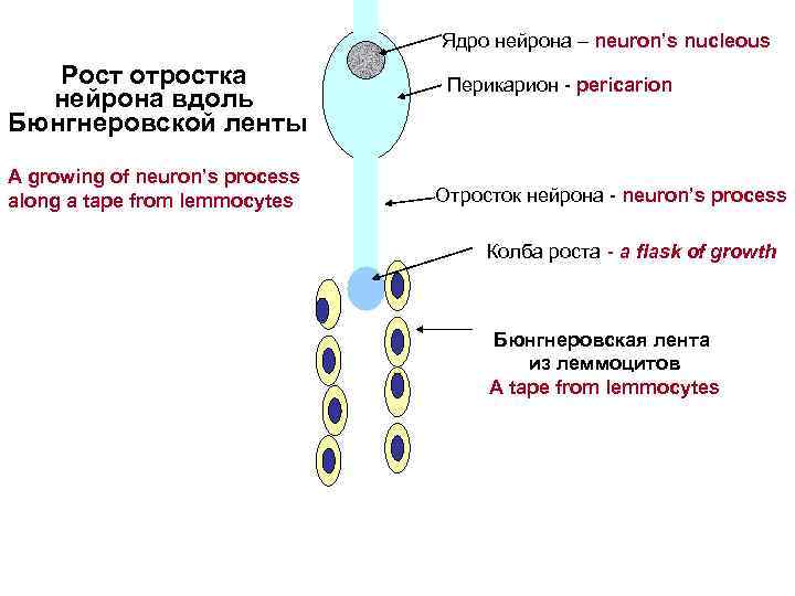 Ядро нейрона – neuron’s nucleous Рост отростка нейрона вдоль Бюнгнеровской ленты A growing of