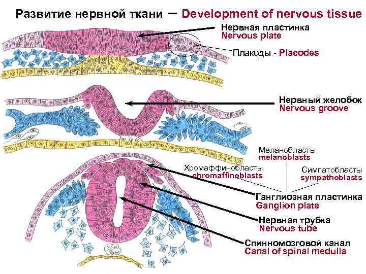 Развитие нервной ткани – Development of nervous tissue Нервная пластинка Nervous plate Плакоды -