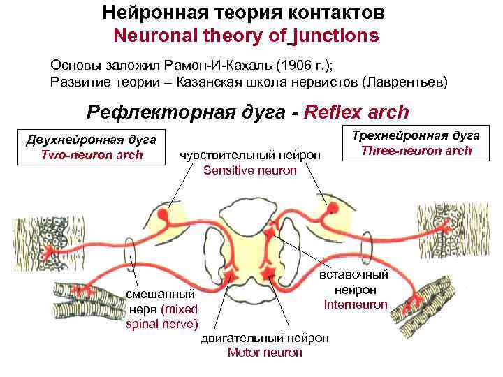 Нейронная теория контактов Neuronal theory of junctions Основы заложил Рамон-И-Кахаль (1906 г. ); Развитие