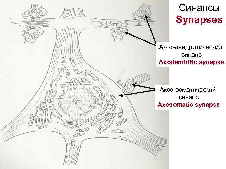 Синапсы Synapses Аксо-дендритический синапс Axodendritic synapse Аксо-соматический синапс Axosomatic synapse 