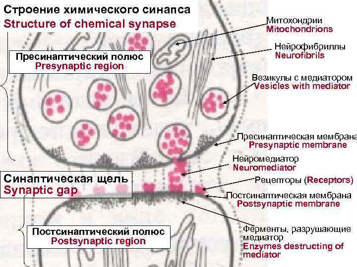 Строение химического синапса Structure of chemical synapse Пресинаптический полюс Presynaptic region Митохондрии Mitochondrions Нейрофибриллы