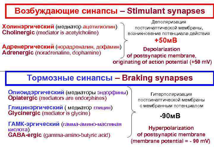 Возбуждающие синапсы – Stimulant synapses Холинэргический (медиатор ацетилхолин) Cholinergic (mediator is acetylcholine) Деполяризация постсинаптической