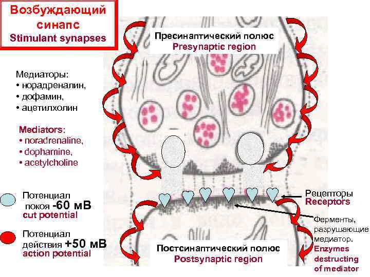 Возбуждающий синапс Stimulant synapses Пресинаптический полюс Presynaptic region Медиаторы: • норадреналин, • дофамин, •