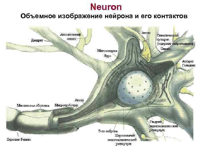 Neuron Объемное изображение нейрона и его контактов 