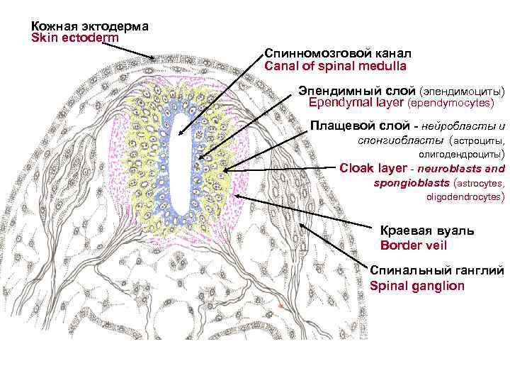 Кожная эктодерма Skin ectoderm Спинномозговой канал Canal of spinal medulla Эпендимный слой (эпендимоциты) Ependymal