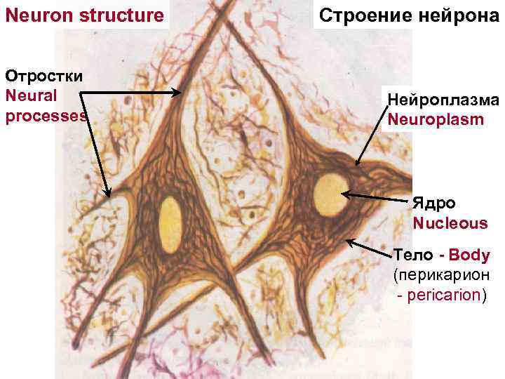 Neuron structure Отростки Neural processes Строение нейрона Нейроплазма Neuroplasm Ядро Nucleous Тело - Body