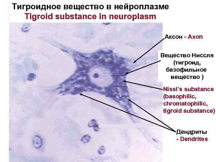 Тигроидное вещество в нейроплазме Tigroid substance in neuroplasm Аксон - Axon Вещество Ниссля (тигроид,