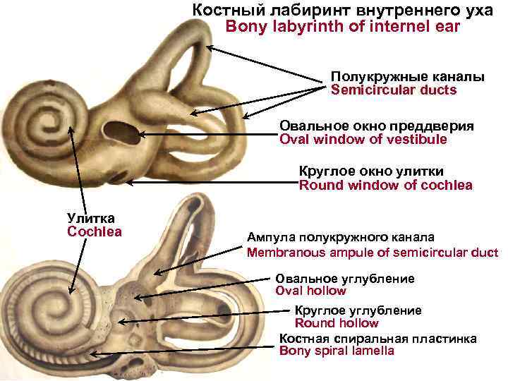 В полости среднего уха находятся косточки. Перепончатый Лабиринт внутреннего уха латынь. Костный Лабиринт вид спереди. Костный Лабиринт внутреннего уха на латинском. Полукружные протоки внутреннего уха.