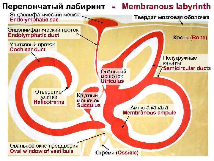 Перепончатый лабиринт - Membranous labyrinth Эндолимфатический мешок Endolymphatic sac Твердая мозговая оболочка Эндолимфатический проток