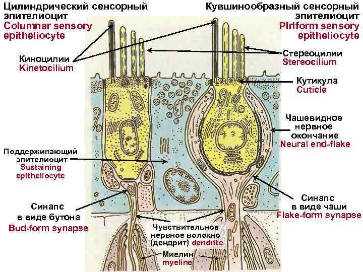Цилиндрический сенсорный эпителиоцит Columnar sensory epitheliocyte Кувшинообразный сенсорный эпителиоцит Piriform sensory epitheliocyte Стереоцилии Stereocilium