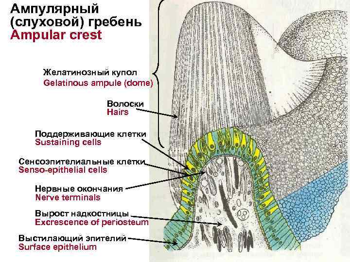 Ампулярный (слуховой) гребень Ampular crest Желатинозный купол Gelatinous ampule (dome) Волоски Hairs Поддерживающие клетки