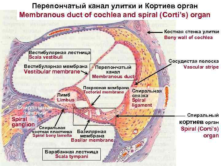 Перепончатый канал улитки и Кортиев орган Membranous duct of cochlea and spiral (Corti’s) organ