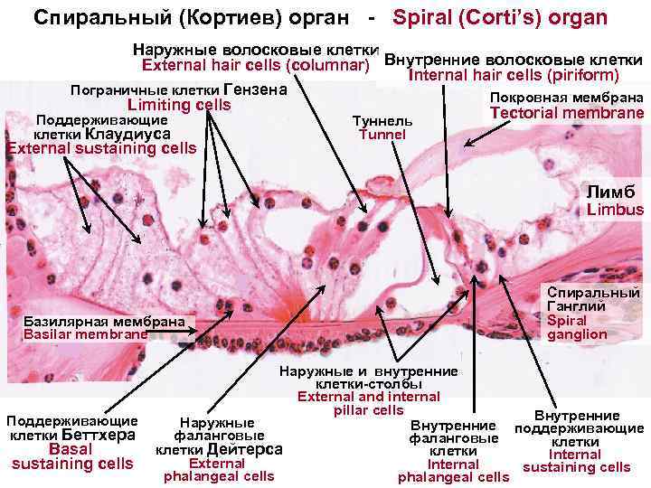 Кортиев орган фото