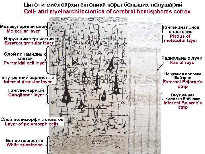 Цито- и миелоархитектоника коры больших полушарий Cell- and myeloarchitectonics of cerebral hemispheres cortex Молекулярный