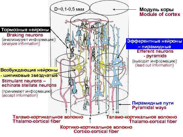 D=0, 1 -0, 5 мкм Модуль коры Module of cortex Тормозные нейроны Braking neurons