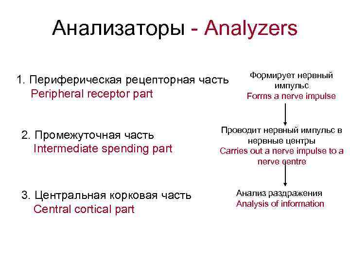 Анализаторы - Analyzers 1. Периферическая рецепторная часть Peripheral receptor part 2. Промежуточная часть Intermediate