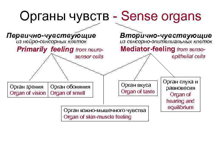 Органы чувств - Sense organs Первично-чувствующие из нейро-сенсорных клеток Вторично-чувствующие из сенсорно-эпителиальных клеток Primarily