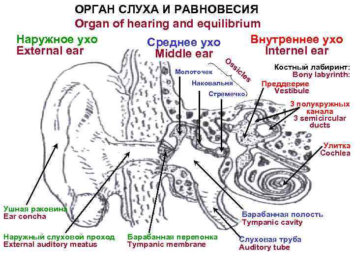 ОРГАН СЛУХА И РАВНОВЕСИЯ Organ of hearing and equilibrium Наружное ухо Внутреннее ухо Среднее