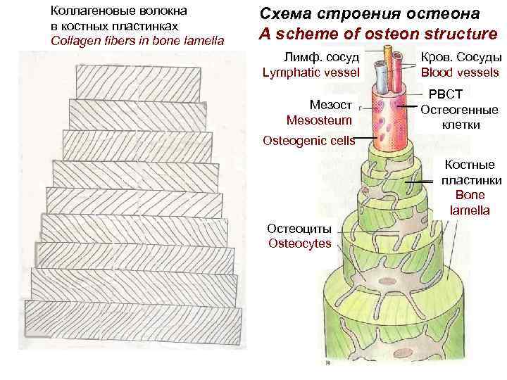 Коллагеновые волокна картинка