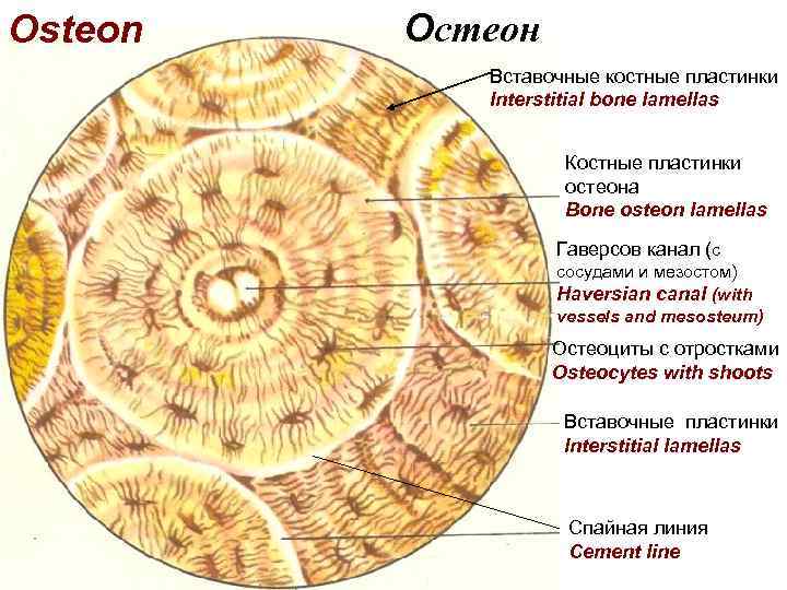 Строение остеона рисунок с подписями