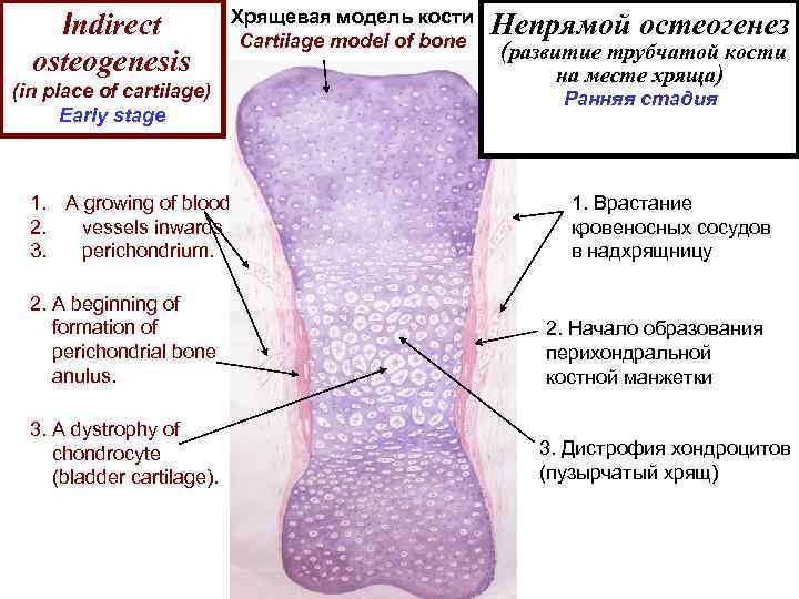 Непрямой остеогенез схема