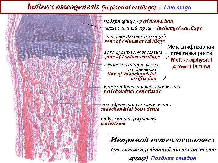 Схема непрямого остеогенеза гистология
