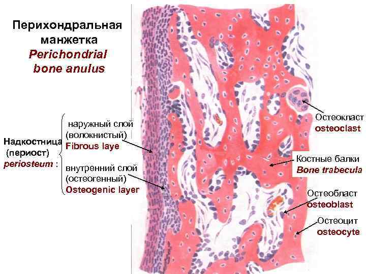 Развитие кости на месте хряща гистология рисунок