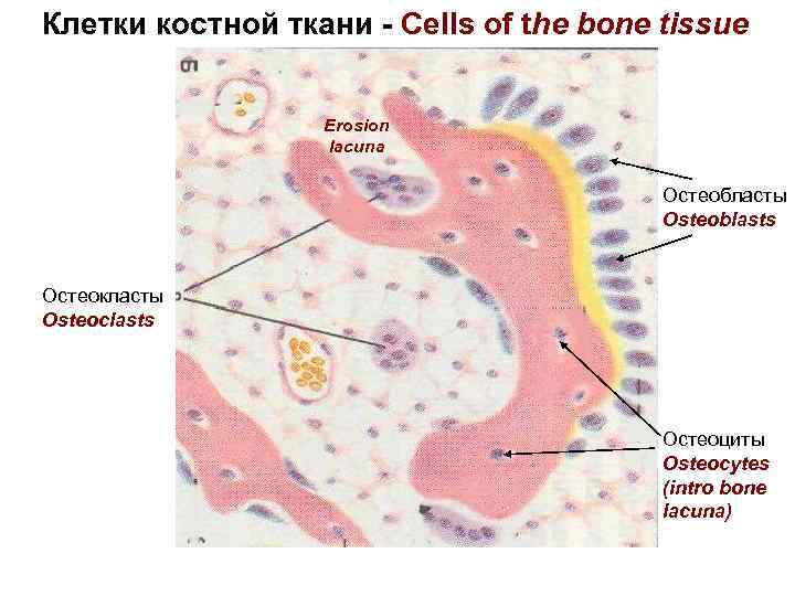 Клетки и ткани