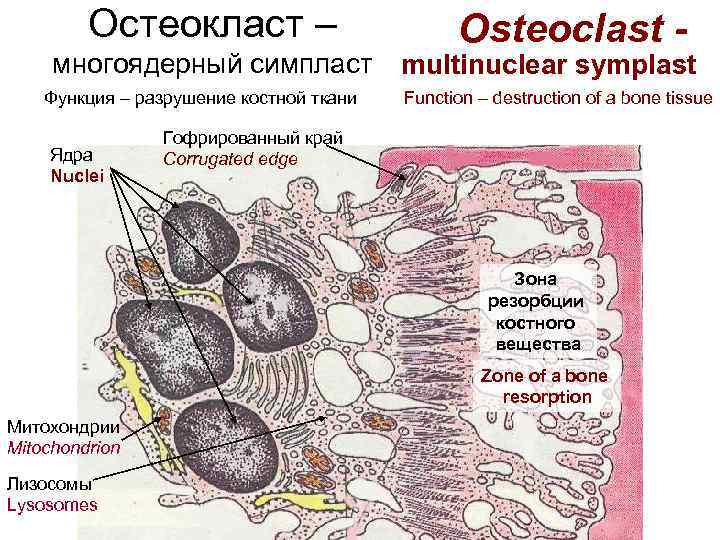 Ткань ядра. Остеокласт строение гистология. Костная ткань остеокласты гистология. Остеокласты это в анатомии. Органеллы остеокластов.